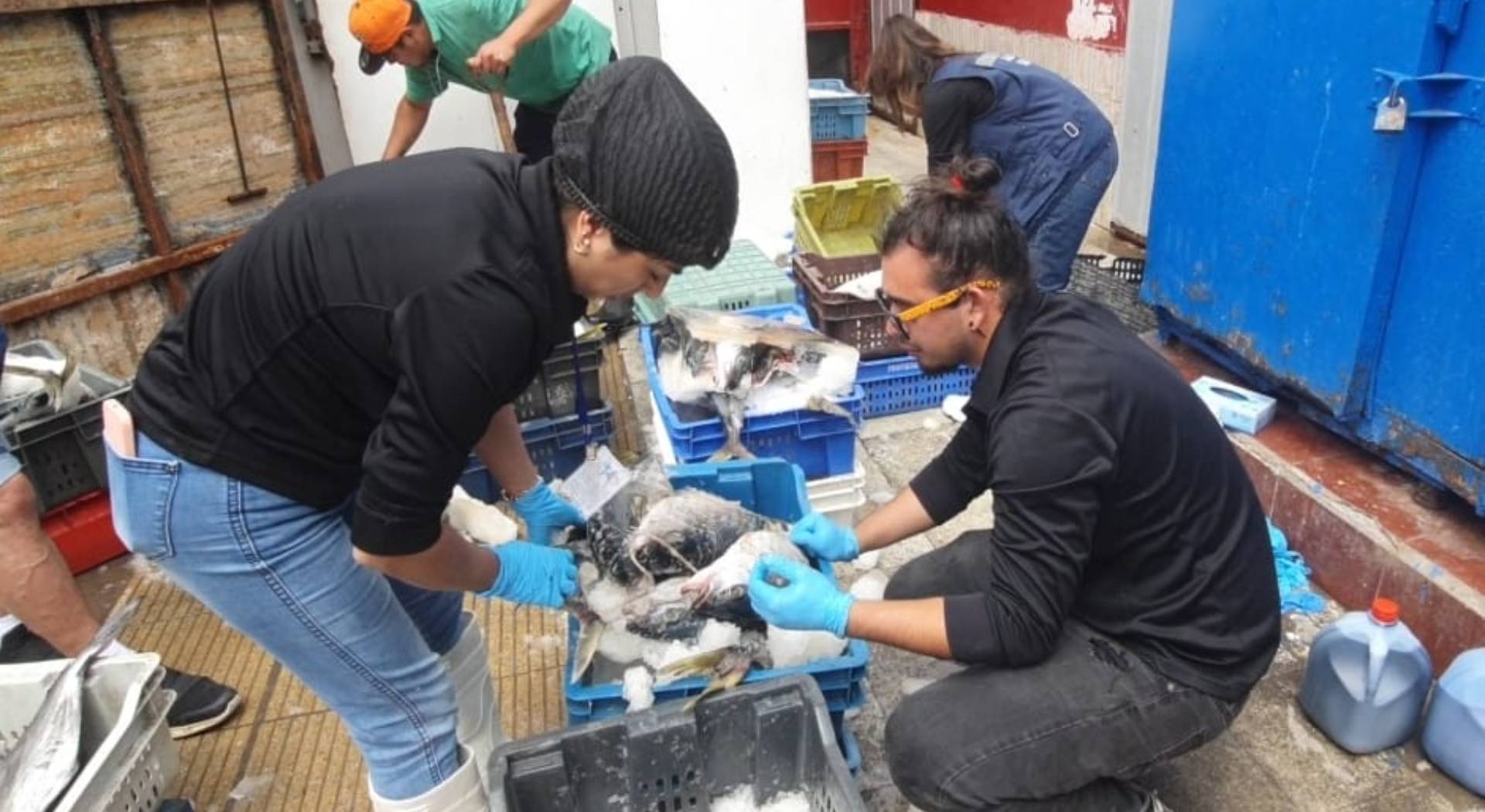 Tras Brote De Intoxicación Decomisan 12 Kilos De Pescados En Mal